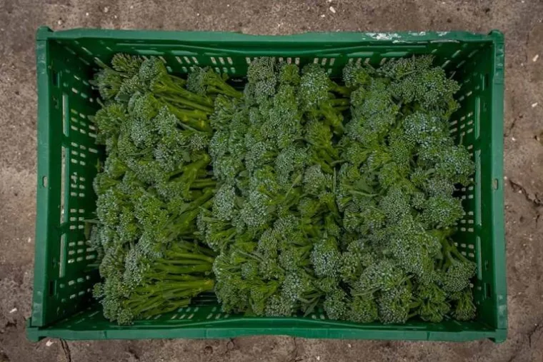 Hoogendoorn Agri
